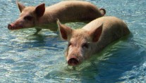 SOLSTICE -  Swimming Pigs of the Exumas